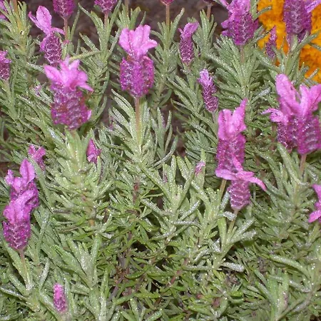 Casa Balducci Отель типа 